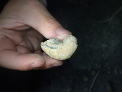 Brachiopoda