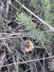 Santolina rosmarinifolia