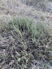 Santolina rosmarinifolia