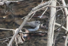 Anthreptes gabonicus
