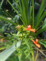 Dicliptera squarrosa