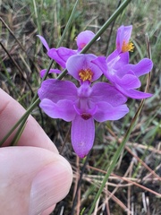 Calopogon barbatus