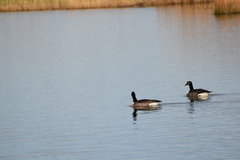 Branta canadensis