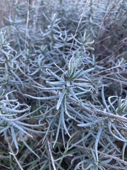 Helichrysum italicum