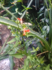 Dicliptera squarrosa