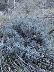 Helichrysum italicum