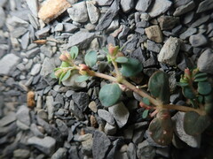 Euphorbia cryptorubra