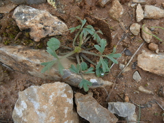 Ranunculus paludosus