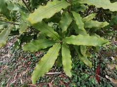 Macadamia ternifolia