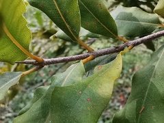 Macadamia ternifolia