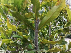 Macadamia ternifolia