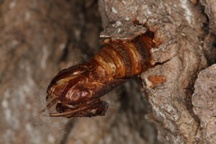 Eusphecia pimplaeformis