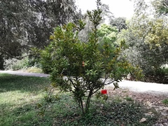 Macadamia ternifolia