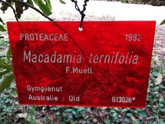 Macadamia ternifolia