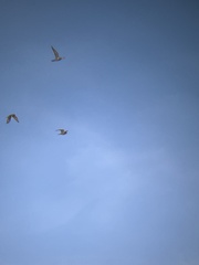 Charadrius vociferus