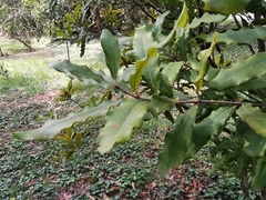 Macadamia ternifolia