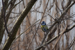Cyanistes caeruleus
