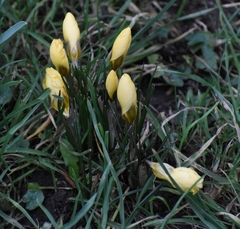 Crocus