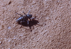 Acanthoplus discoidalis