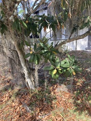 Eriobotrya japonica