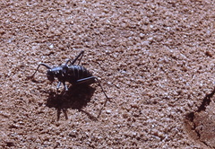 Acanthoplus discoidalis