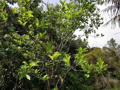 Rhamnus utilis