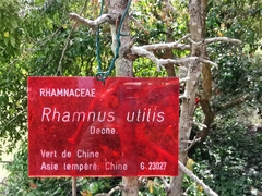 Rhamnus utilis