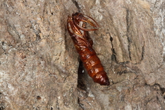 Eusphecia pimplaeformis