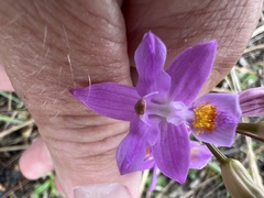 Calopogon barbatus