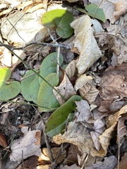 Asarum canadense