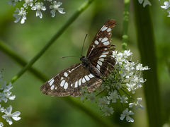 Neptis rivularis