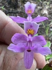 Calopogon barbatus