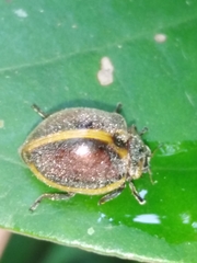 Epilachna clandestina