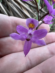 Calopogon barbatus