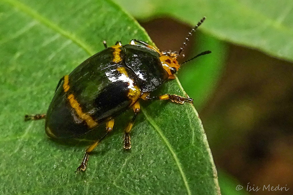 Iphiclus flavofasciatus