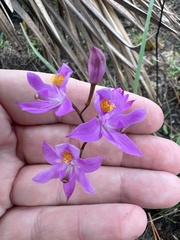 Calopogon barbatus