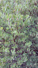 Arctostaphylos pungens