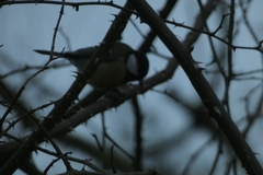 Parus major
