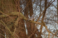 Columba palumbus