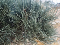 Ephedra