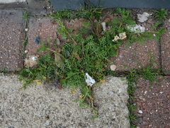 Lepidium didymum