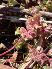 Lamium