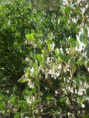 Arctostaphylos manzanita