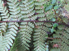 Hypolepis rufobarbata