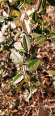 Elaeagnus pungens