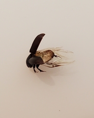 Aphodiini