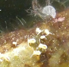 Sminthurides aquaticus