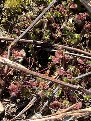 Lamium