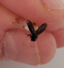 Aphodiini
