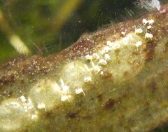Sminthurides aquaticus